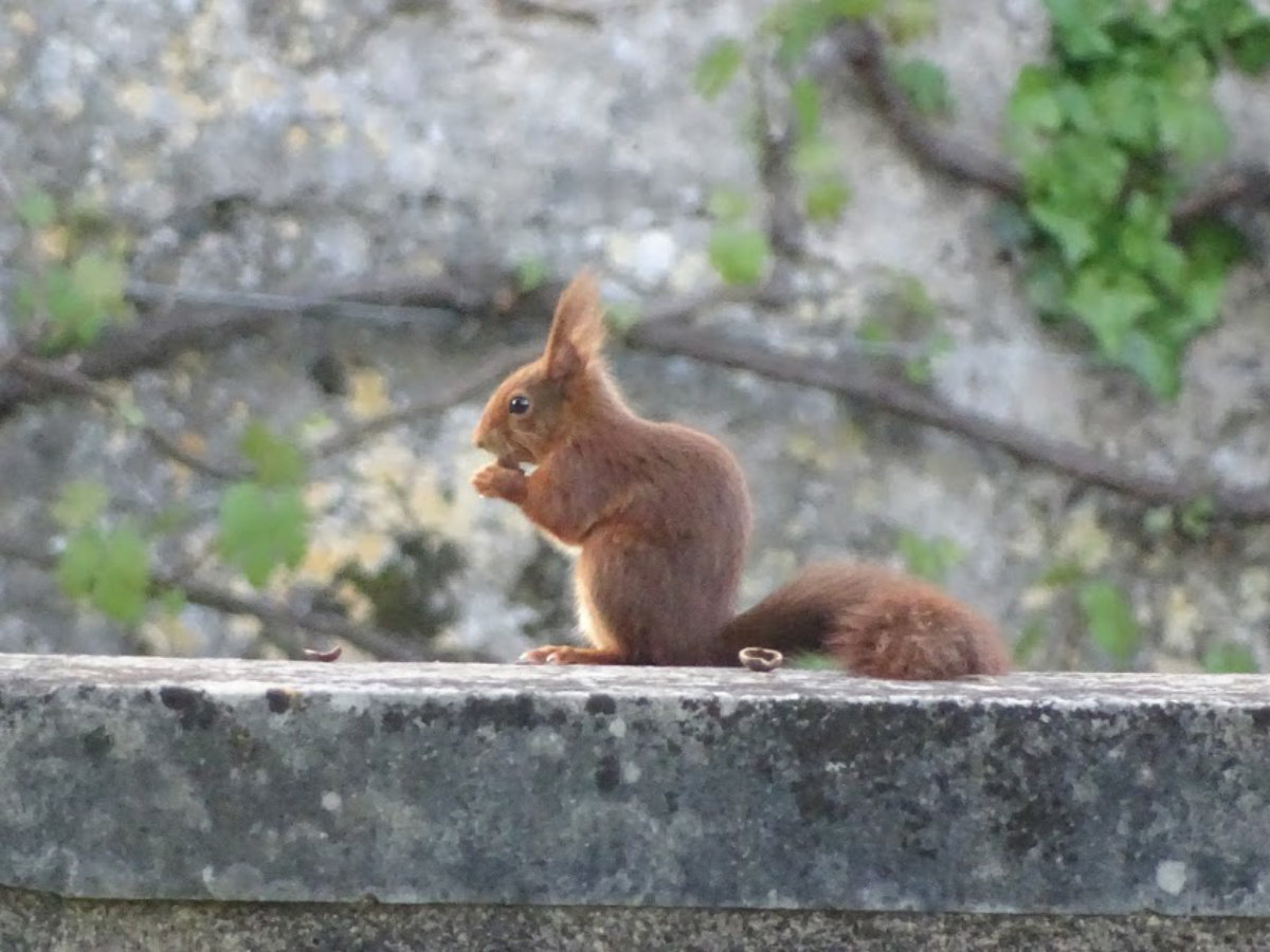 l’écureuil roux, un voisin discret et charmant